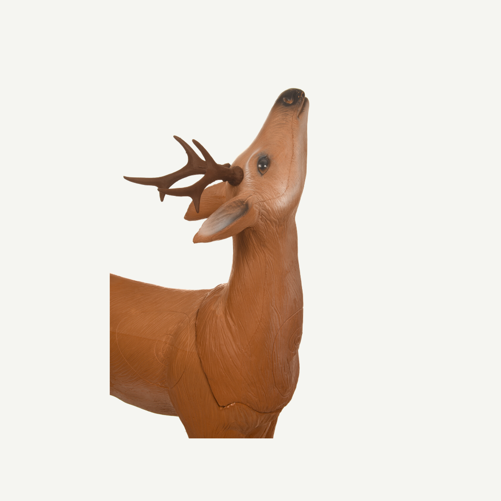 Longlife Grazing Roebuck