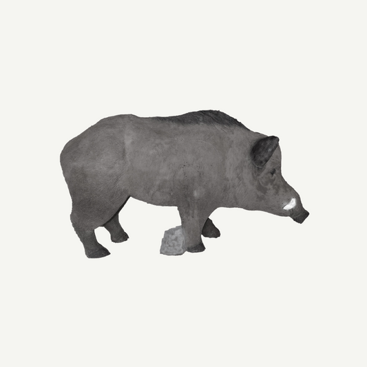 IBB 3D big Wild Boar - Tusker