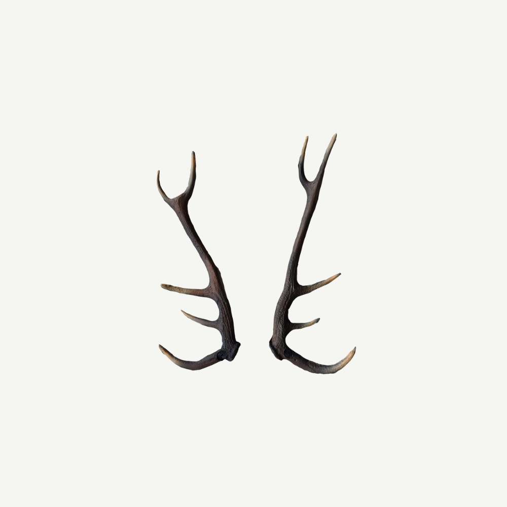 Leitold Deer Antler (1 Pair)