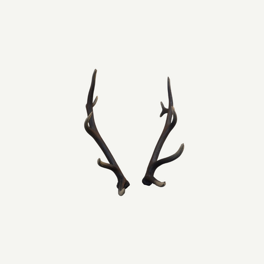 Leitold Red Deer Antler (1 Pair)