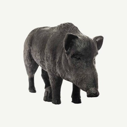 100505 IBB 3D old adults Wild Boar Sow